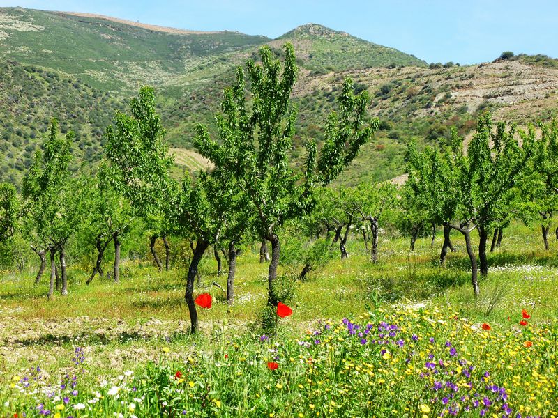 ST - VILA NOVA DE FOZ COA